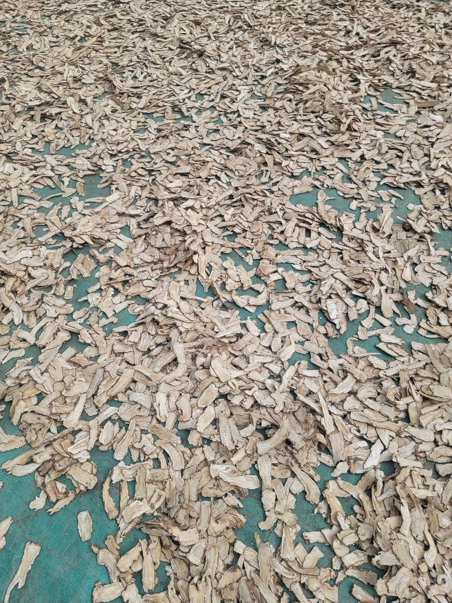 当归片自然晾晒特写 - 渭源岷归切片晾晒实拍