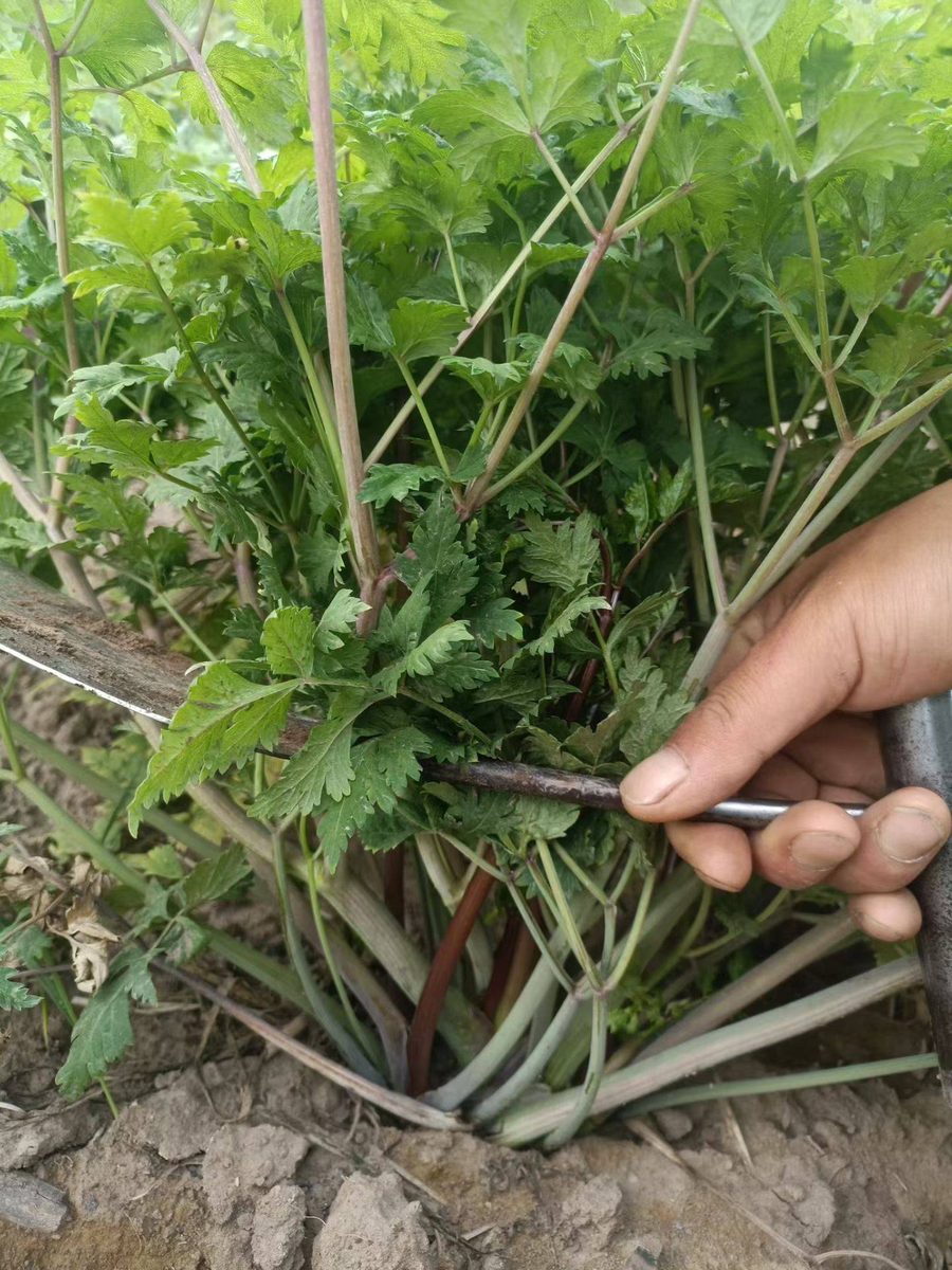 手拨当归苗特写 - 当归田间管理实拍